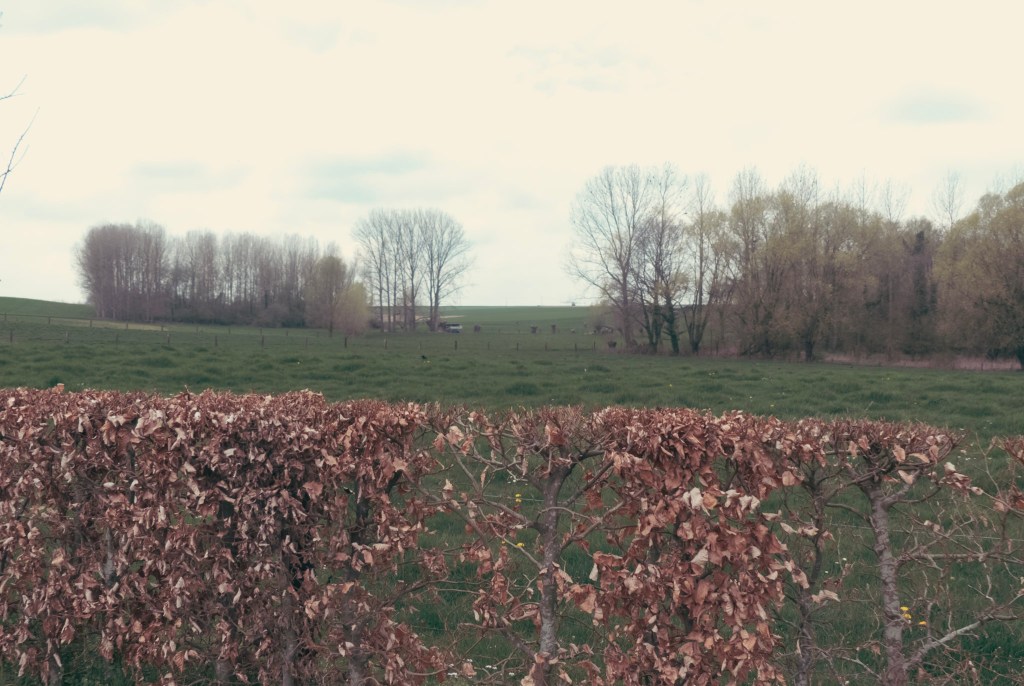 Landschap met haag en velden en bomen