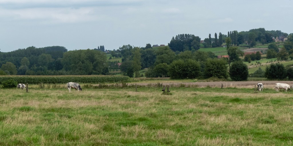 Velden en heuvels en koeien