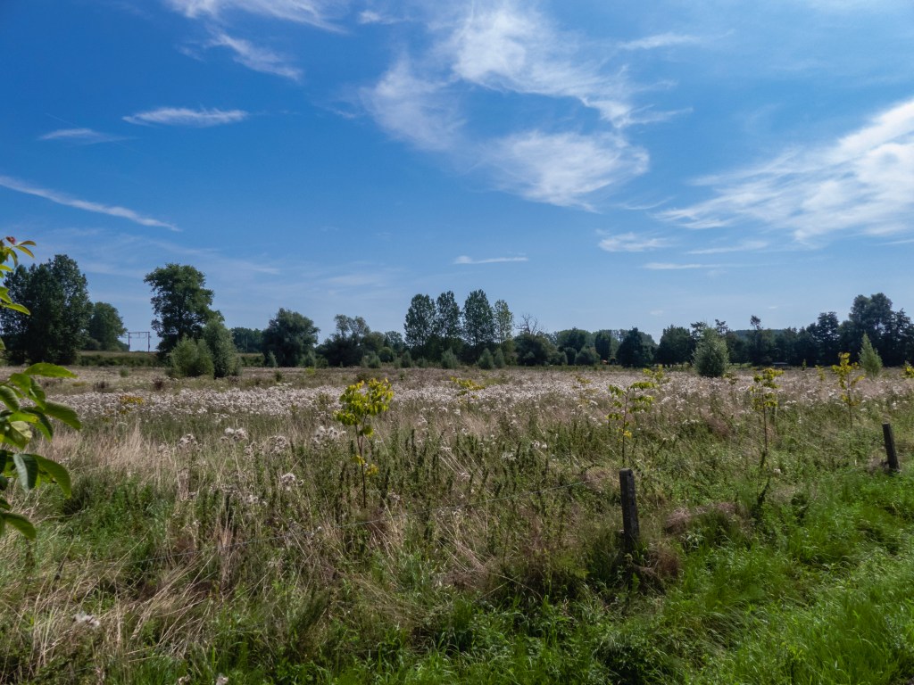 Een verwilderd veld, met veldbloemen
