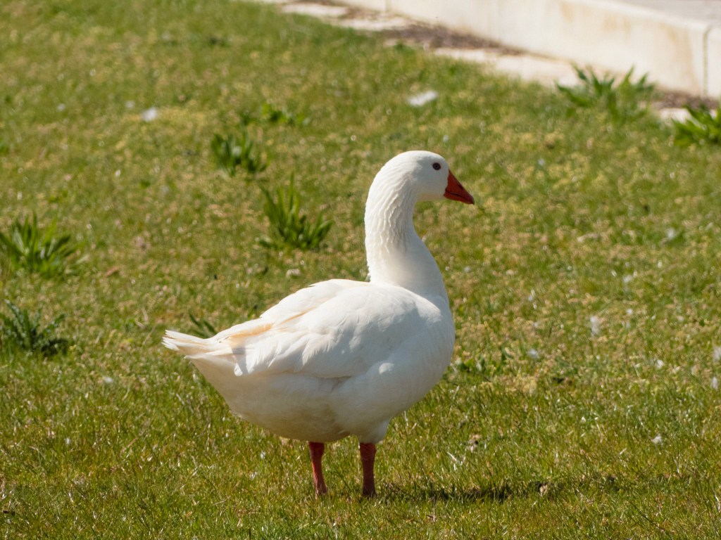 Een gans 