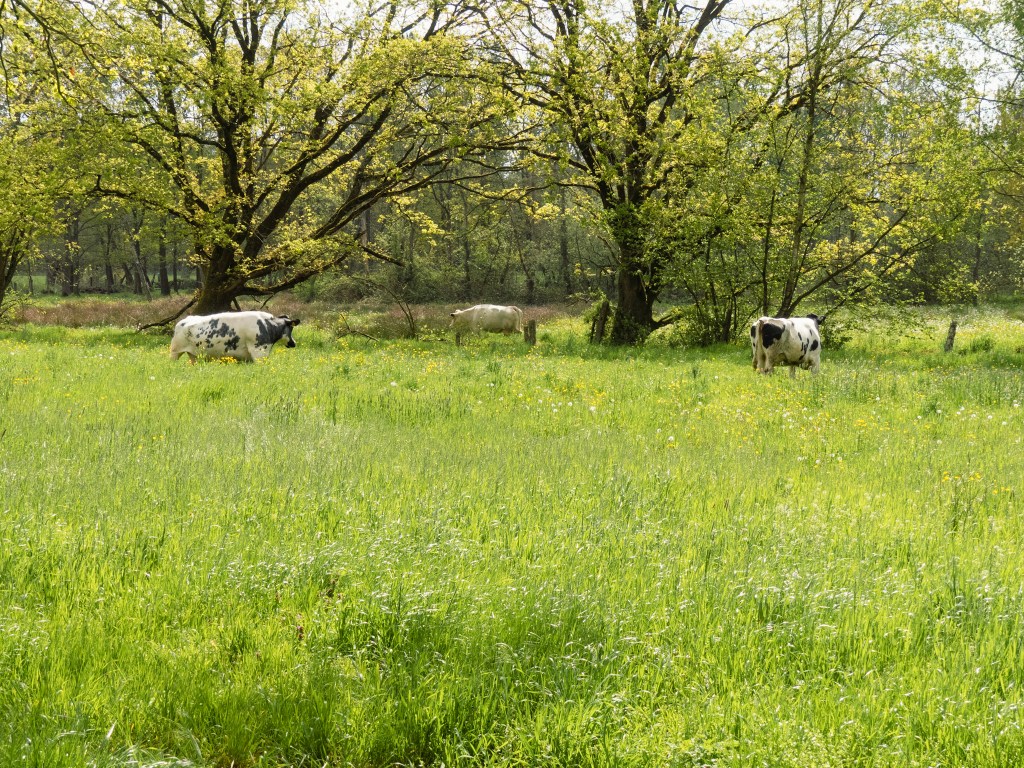 Koeien in een weiland
