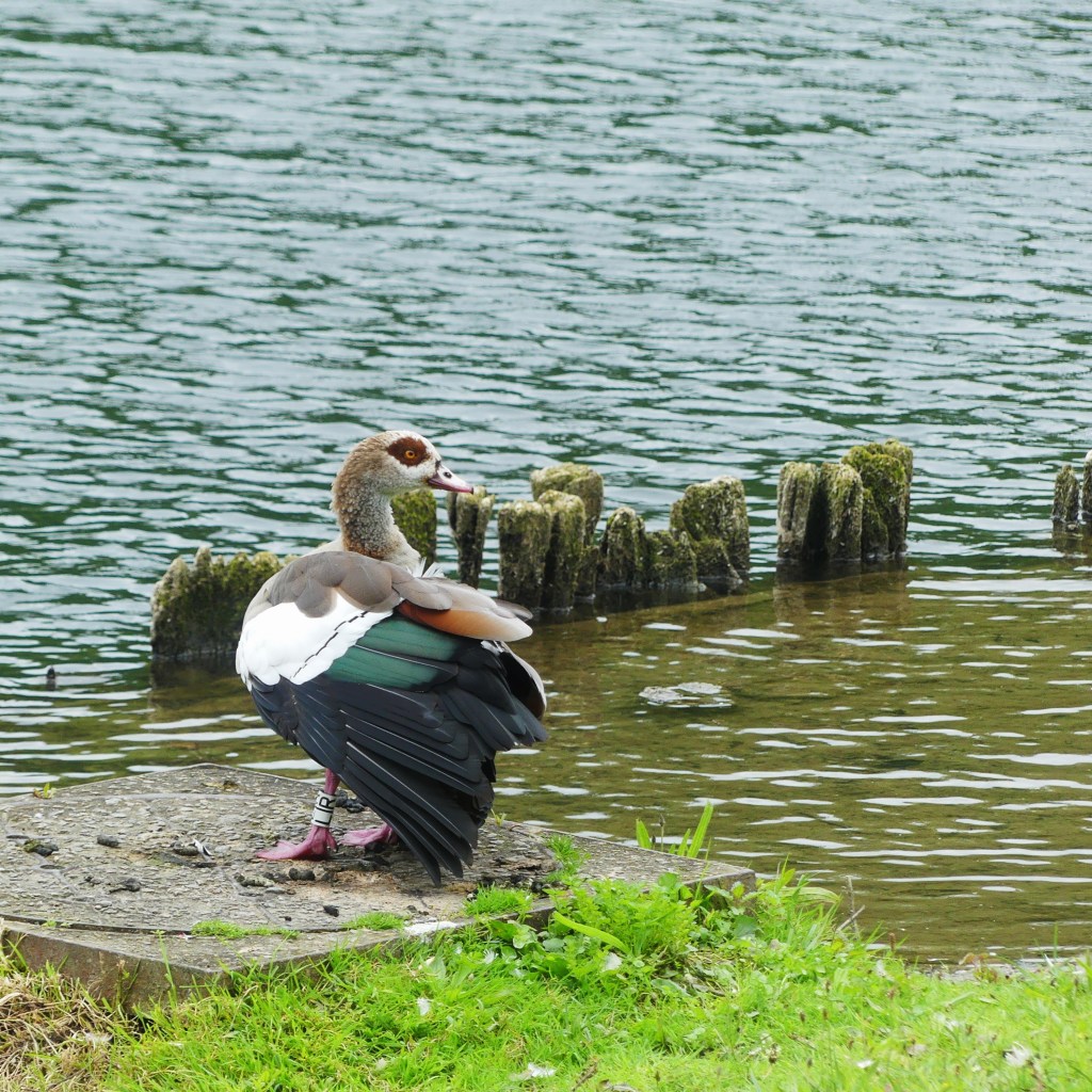 Een nijlgans (?) aan het water